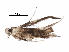  (malaiseGraci01 malaise0375 - BIOUG24963-B01)  @13 [ ] CreativeCommons - Attribution (2016) CBG Photography Group Centre for Biodiversity Genomics