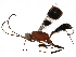  (Chirotica - BIOUG24962-B04)  @14 [ ] CreativeCommons - Attribution (2016) CBG Photography Group Centre for Biodiversity Genomics