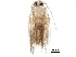  (Pseudopostega serrata - BIOUG24995-G01)  @12 [ ] CreativeCommons - Attribution (2016) CBG Photography Group Centre for Biodiversity Genomics