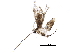  (malaiseGraci01 Malaise2266 - BIOUG24995-G07)  @13 [ ] CreativeCommons - Attribution (2016) CBG Photography Group Centre for Biodiversity Genomics