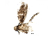  (malaiseGraci01 Malaise3627 - BIOUG24995-H10)  @13 [ ] CreativeCommons - Attribution (2016) CBG Photography Group Centre for Biodiversity Genomics
