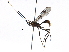  (cryptJanzen01 Malaise3440 - BIOUG24991-F10)  @14 [ ] CreativeCommons - Attribution (2016) CBG Photography Group Centre for Biodiversity Genomics