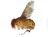  (Neomintho Malaise3276 - BIOUG24998-A05)  @14 [ ] CreativeCommons - Attribution (2016) CBG Photography Group Centre for Biodiversity Genomics