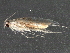  (malaiseGraci01 Malaise8138 - BIOUG25142-C10)  @13 [ ] CreativeCommons - Attribution (2016) CBG Photography Group Centre for Biodiversity Genomics