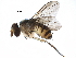  (Ceromya Janzen05 - BIOUG25181-B04)  @14 [ ] CreativeCommons - Attribution (2016) CBG Photography Group Centre for Biodiversity Genomics