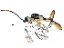  (ichMalaise01 Malaise2883 - BIOUG25181-D01)  @14 [ ] CreativeCommons - Attribution (2016) CBG Photography Group Centre for Biodiversity Genomics