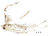  (malaiseGraci01 malaise0100 - BIOUG28114-B07)  @13 [ ] CreativeCommons - Attribution (2016) CBG Photography Group Centre for Biodiversity Genomics