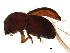  ( - BIOUG28114-B11)  @13 [ ] CreativeCommons - Attribution (2017) CBG Photography Group Centre for Biodiversity Genomics
