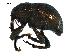  (Sternechini - BIOUG28115-C08)  @15 [ ] CreativeCommons - Attribution (2016) CBG Photography Group Centre for Biodiversity Genomics