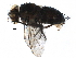  (Lixophaga Janzen6992 - BIOUG28149-A07)  @14 [ ] CreativeCommons - Attribution (2016) CBG Photography Group Centre for Biodiversity Genomics