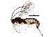  (Chilocyrtus Malaise7723 - BIOUG28149-F08)  @14 [ ] CreativeCommons - Attribution (2016) CBG Photography Group Centre for Biodiversity Genomics