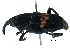  (Metamasius - BIOUG28160-F12)  @15 [ ] CreativeCommons - Attribution (2016) CBG Photography Group Centre for Biodiversity Genomics