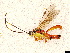  (Gavrana - BIOUG77745-H07)  @11 [ ] CreativeCommons - Attribution (2022) Donald Hobern International Barcode of Life Project