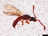  ( - BIOUG91537-G08)  @11 [ ] CreativeCommons - Attribution (2023) Donald Hobern International Barcode of Life Project