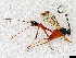  (Leptobatopsis mesominiata - BIOUG77747-C09)  @11 [ ] CreativeCommons - Attribution (2023) Donald Hobern International Barcode of Life Project
