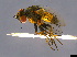  (Ceromya fergusoni - BIOUG84664-B10)  @11 [ ] CreativeCommons - Attribution (2022) Donald Hobern International Barcode of Life Project