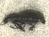  ( - MACN-Bar-Ins-ct 08528)  @11 [ ] Copyright (2019) Pablo L Tubaro MACN
