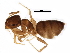  (Brachymyrmex cordemoyi - BIOUG23510-H11)  @15 [ ] CreativeCommons - Attribution (2015) CBG Photography Group Centre for Biodiversity Genomics