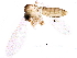  (Migonemyia migonei - BIOUG25449-B05)  @13 [ ] CreativeCommons - Attribution (2016) CBG Photography Group Centre for Biodiversity Genomics