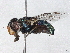  ( - BIOUG40509-F05)  @11 [ ] CreativeCommons - Attribution (2022) CBG Photography Group Centre for Biodiversity Genomics