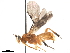  ( - BIOUG40509-F11)  @11 [ ] CreativeCommons - Attribution (2019) CBG Photography Group Centre for Biodiversity Genomics