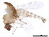  ( - BIOUG40704-H07)  @11 [ ] CreativeCommons - Attribution (2019) CBG Photography Group Centre for Biodiversity Genomics