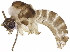  ( - BIOUG41487-B01)  @12 [ ] CreativeCommons - Attribution (2019) CBG Photography Group Centre for Biodiversity Genomics