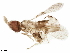  (Paracentrobia - BIOUG41574-D08)  @11 [ ] CreativeCommons - Attribution (2019) CBG Photography Group Centre for Biodiversity Genomics