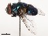 ( - CBG-B00052-D02)  @11 [ ] CreativeCommons - Attribution Share - Alike (2025) CBG Photography Group Centre for Biodiversity Genomics