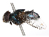  ( - CBG-B00088-A03)  @11 [ ] CreativeCommons - Attribution Share - Alike (2025) CBG Photography Group Centre for Biodiversity Genomics