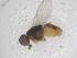  (Atherigona punctata - CBG-B00788-D07)  @11 [ ] CreativeCommons - Attribution Share - Alike (2025) Centre for Biodiversity Genomics Centre for Biodiversity Genomics