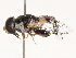  ( - CBG-B23314-F06)  @11 [ ] CreativeCommons - Attribution Share - Alike (2025) CBG Photography Group Centre for Biodiversity Genomics