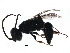  (Dolichurus carbonarius - BIOUG21803-G10)  @14 [ ] CreativeCommons - Attribution (2015) CBG Photography Group Centre for Biodiversity Genomics