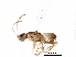  (Neorhacodinae - BIOUG22514-D02)  @19 [ ] CreativeCommons - Attribution (2016) CBG Photography Group Centre for Biodiversity Genomics
