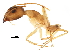  ( - BIOUG31916-B01)  @14 [ ] CreativeCommons - Attribution (2017) CBG Photography Group Centre for Biodiversity Genomics