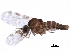  ( - BIOUG31907-A05)  @11 [ ] CreativeCommons - Attribution (2018) CBG Photography Group Centre for Biodiversity Genomics