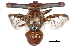  (Achias - BIOUG31930-F07)  @11 [ ] CreativeCommons - Attribution (2018) CBG Photography Group Centre for Biodiversity Genomics