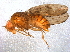  (Drosophila nappae - BIOUG12930-B04)  @13 [ ] CreativeCommons - Attribution (2014) CBG Photography Group Centre for Biodiversity Genomics