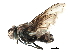  (Prophorostoma - BIOUG13515-E06)  @14 [ ] CreativeCommons - Attribution (2015) CBG Photography Group Centre for Biodiversity Genomics