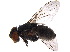  (Vibrissina danmartini - BIOUG13556-A01)  @11 [ ] CreativeCommons - Attribution (2015) CBG Photography Group Centre for Biodiversity Genomics