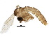  ( - BIOUG13977-G03)  @11 [ ] CreativeCommons - Attribution (2015) CBG Photography Group Centre for Biodiversity Genomics