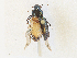  ( - BIOUG64508-C02)  @11 [ ] CreativeCommons - Attribution Share - Alike (2024) CBG Photography Group Centre for Biodiversity Genomics