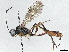  ( - BIOUG64509-D11)  @11 [ ] CreativeCommons - Attribution (2022) CBG Photography Group Centre for Biodiversity Genomics
