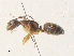 ( - BIOUG64515-G06)  @11 [ ] CreativeCommons - Attribution Share - Alike (2024) CBG Photography Group Centre for Biodiversity Genomics