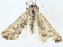  ( - BIOUG89926-D10)  @13 [ ] CreativeCommons - Attribution (2022) CBG Photography Group Centre for Biodiversity Genomics