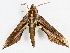  ( - CBG-A08748-H04)  @11 [ ] CreativeCommons - Attribution Share - Alike (2023) CBG Photography Group Centre for Biodiversity Genomics