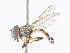  ( - CBG-A10769-H03)  @11 [ ] CreativeCommons - Attribution Share-Alike (2023) CBG Photography Group Centre for Biodiversity Genomics