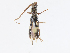  ( - CBG-A10772-C03)  @11 [ ] CreativeCommons - Attribution Share - Alike (2023) CBG Photography Group Centre for Biodiversity Genomics