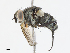  ( - CBG-A13242-A01)  @11 [ ] CreativeCommons - Attribution Share - Alike (2023) CBG Photography Group Centre for Biodiversity Genomics