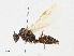  ( - CBG-A14959-A10)  @11 [ ] CreativeCommons - Attribution Share - Alike (2023) CBG Photography Group Centre for Biodiversity Genomics